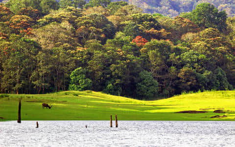 Things to do in <em>Periyar</em>