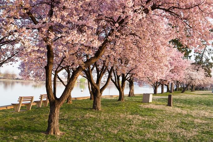 Cherry Blossoms