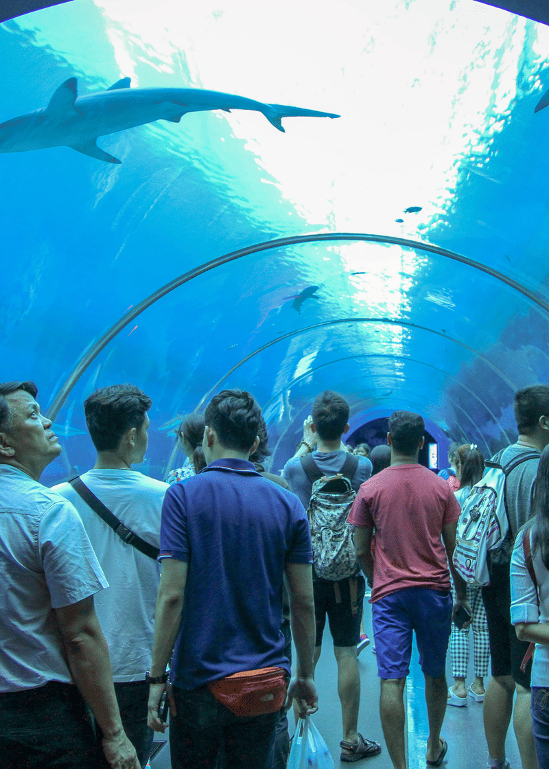 Singapore Ocenarium: How To Reach, Best Time Tips