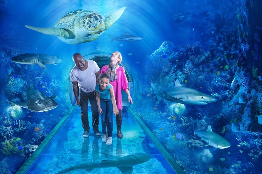 Experience an exciting day at the National SEA LIFE Centre Birmingham