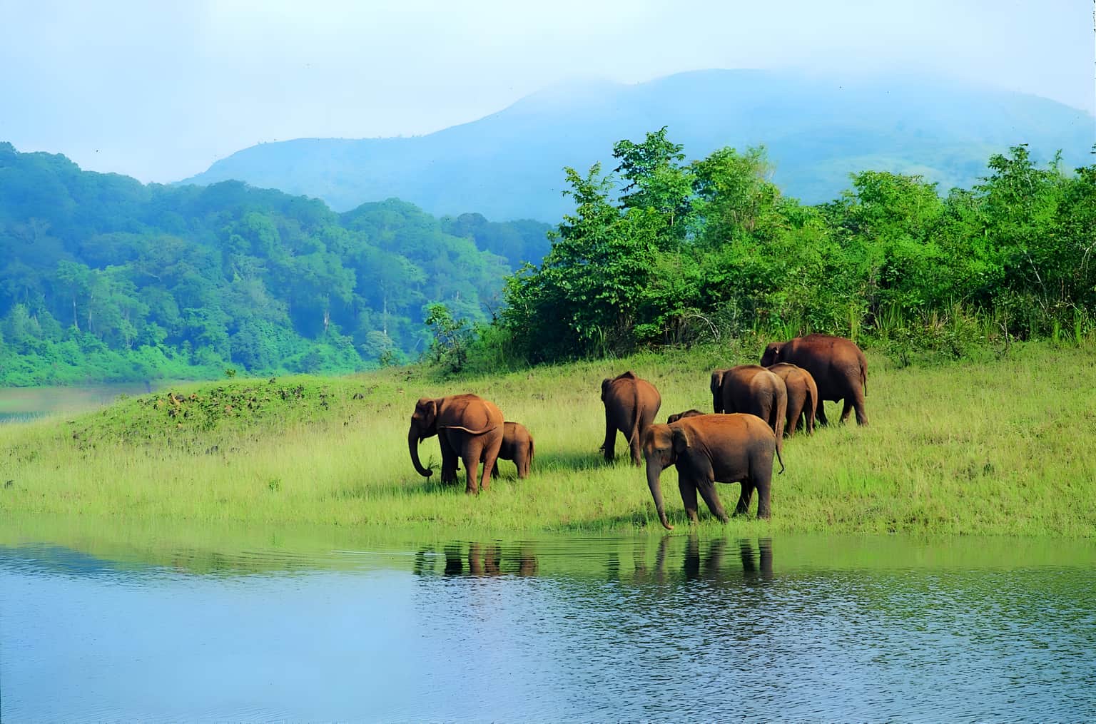 Pullu Medu Elephant View Point, <em>Kerala</em>