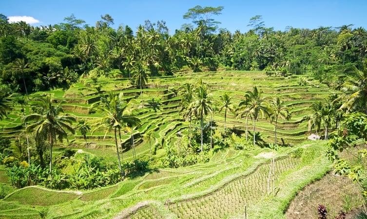 Visit Tegallalang Rice Terraces