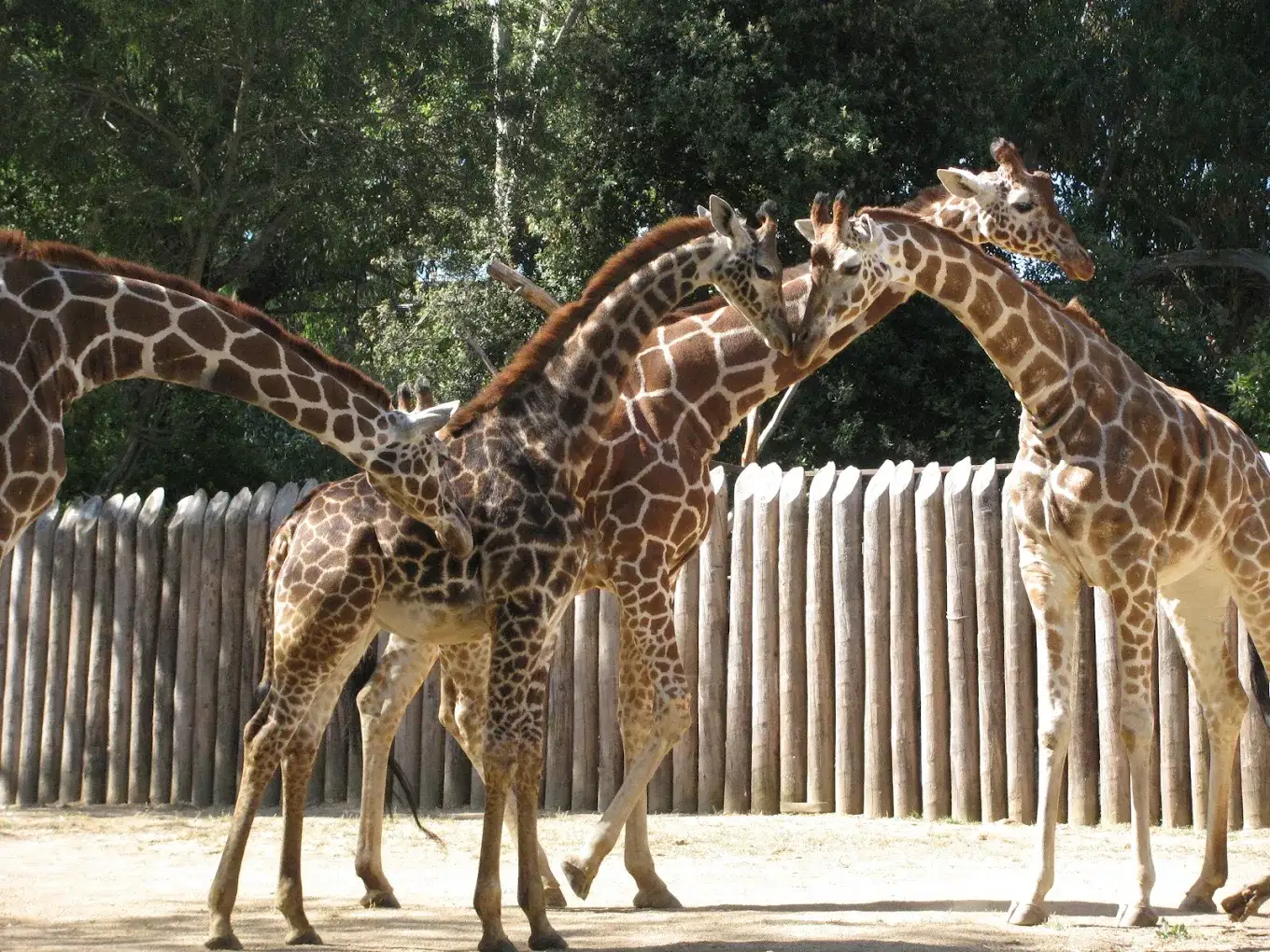 Sacramento Zoo