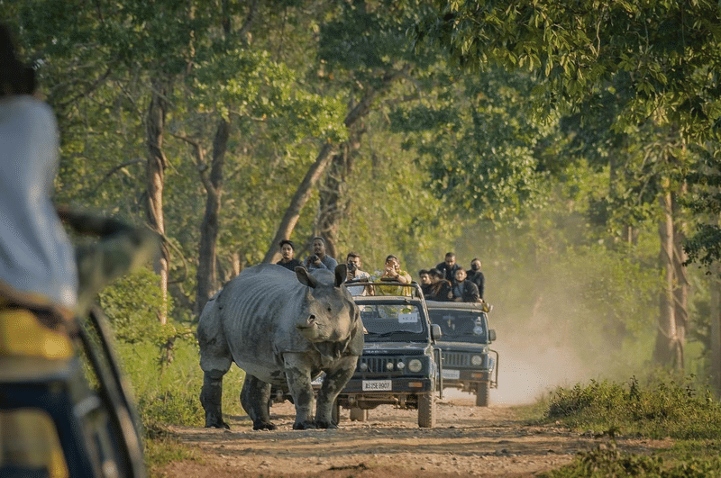 Kaziranga National Park, Assam: How To Reach, Best Time & Tips