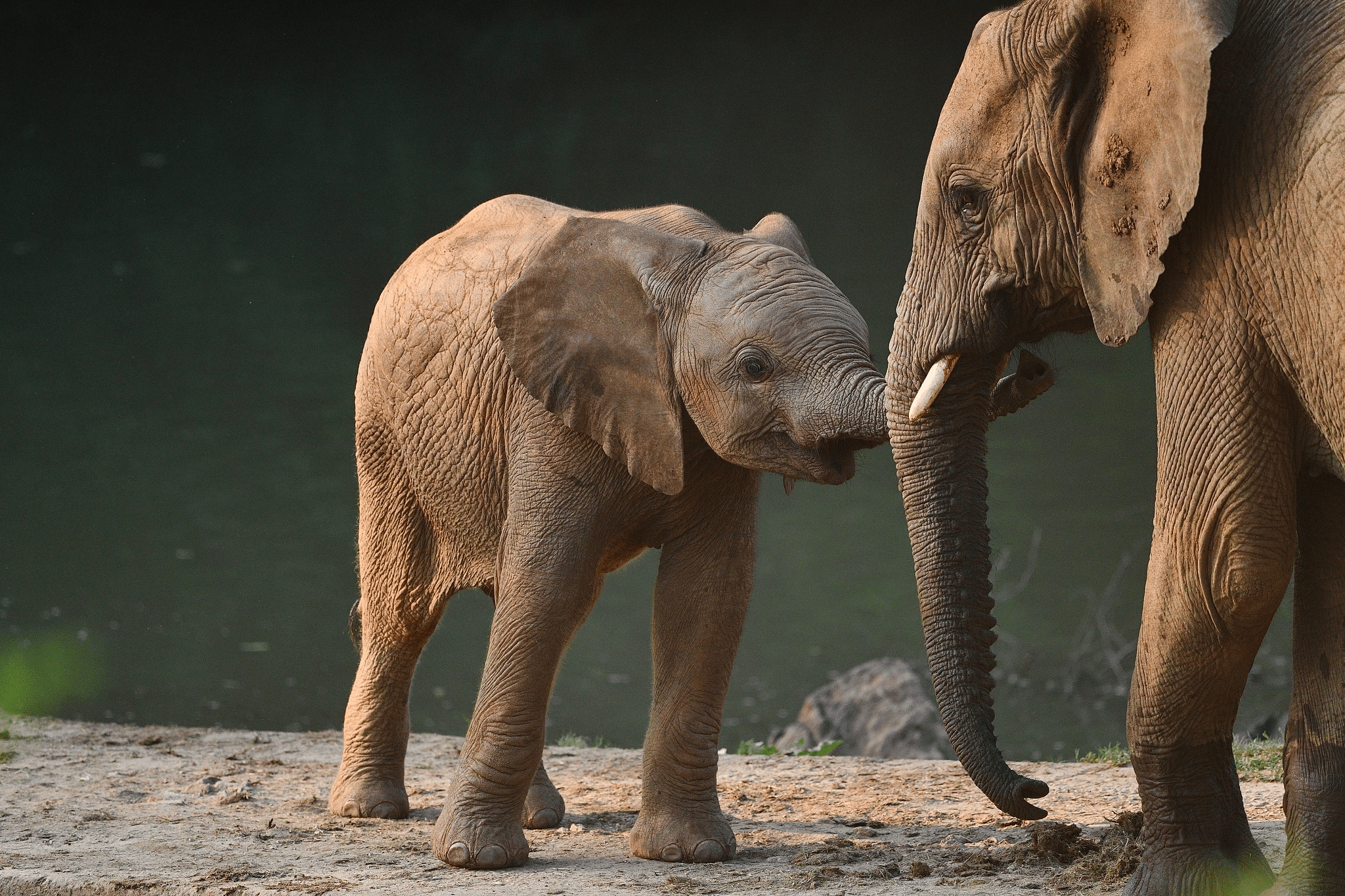 Embark on an Early Morning Elephant Safari