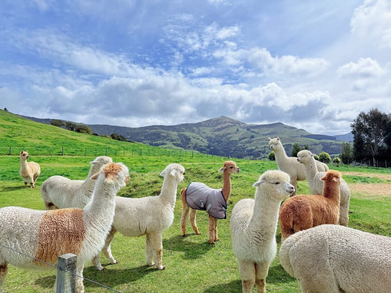 Shamakhi Alpaca Farm Tour, Azerbaijan Image
