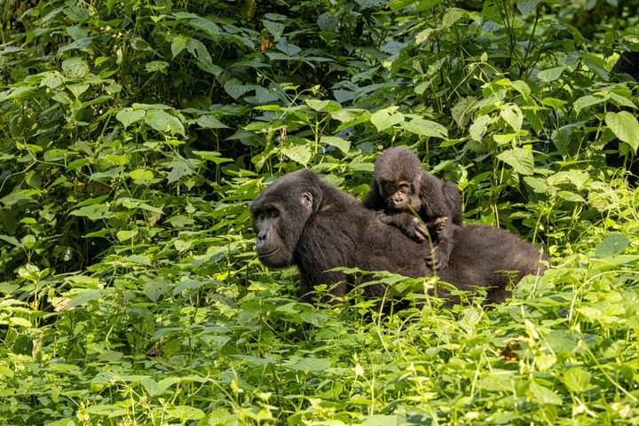 Gorilla Trekking Uganda.jpeg