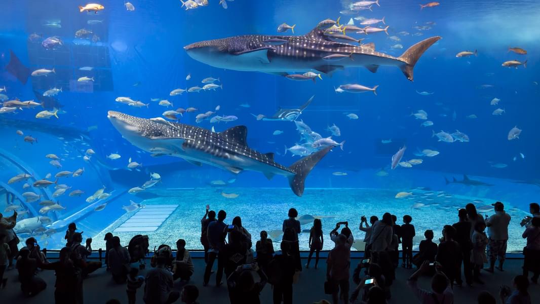 Aquarium Tickets Book Skip the Line Tickets 20 Off
