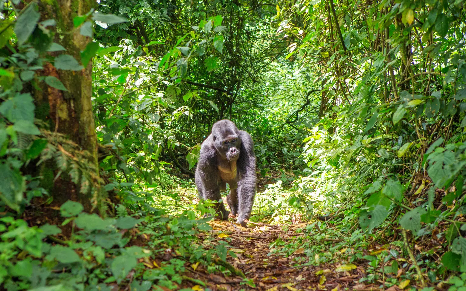 Bwindi Impenetrable National Park