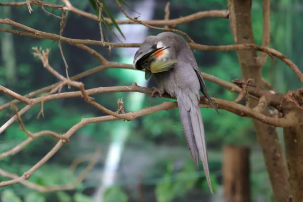 Turacos