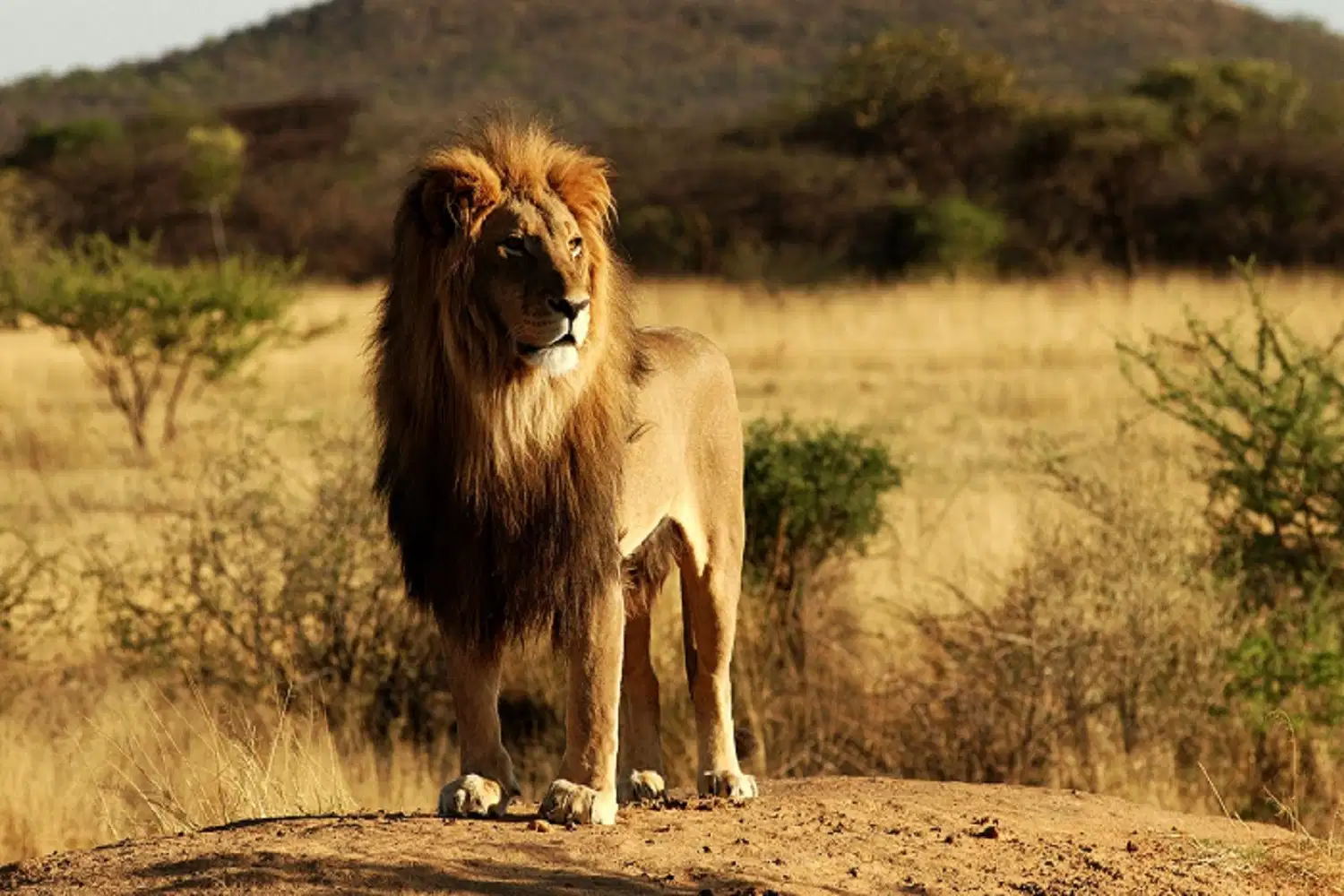 Nandanvan Jungle Safari, Chhattisgarh