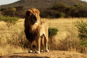 Get a chance to see the king of the jungle at Nandanvan