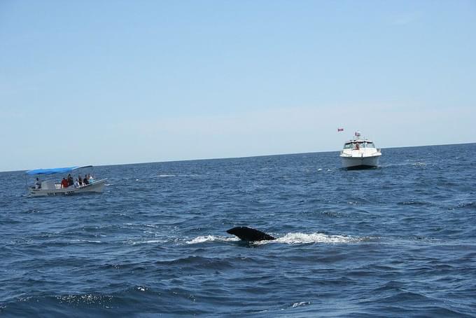 Whale watching at cabo san lucas mexico