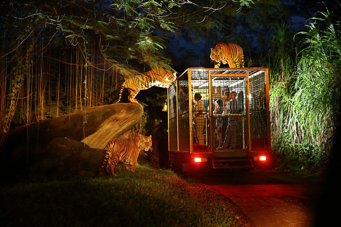 Night Safari