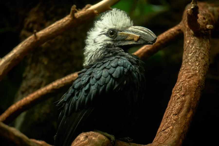 Sumatra Exhibit of Bali Bird Park