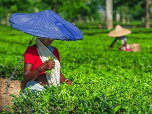 Jqm19vf6qekelphrtb1yqbbhc1ep cinnamora tea estate