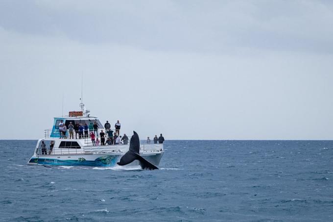 Hervey Bay Whale Watching