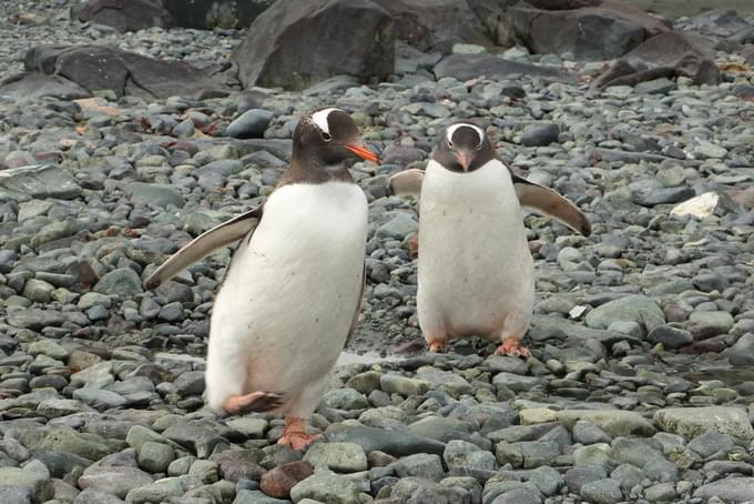 Gentoo Penguin