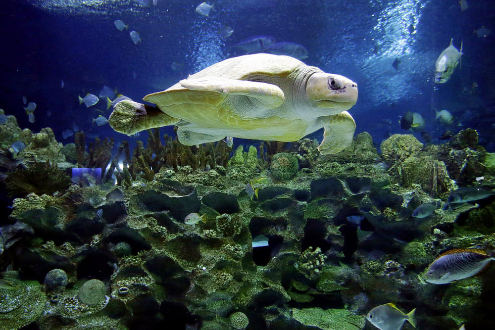 Aquariums In Asia