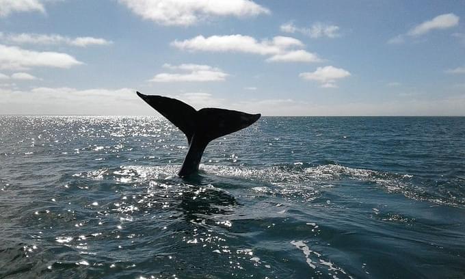 Whale in Big Sur, California