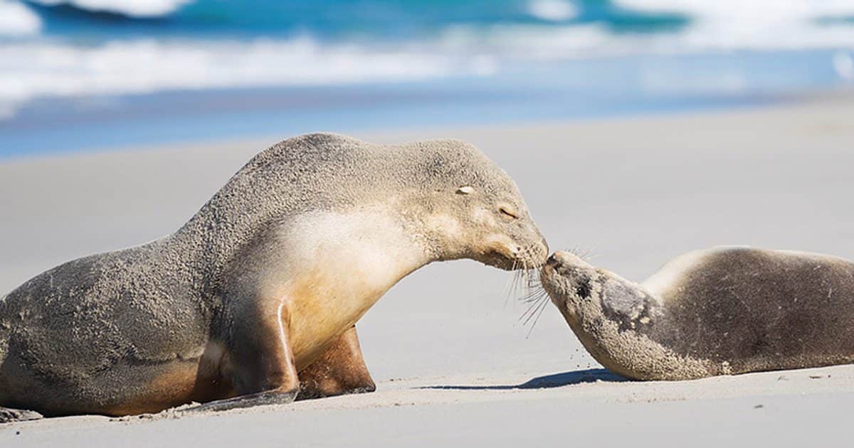 Seal Bay Conservation Park