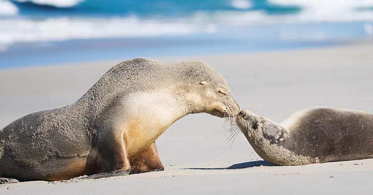 Seal Bay Conservation Park, <em>South Australia</em>