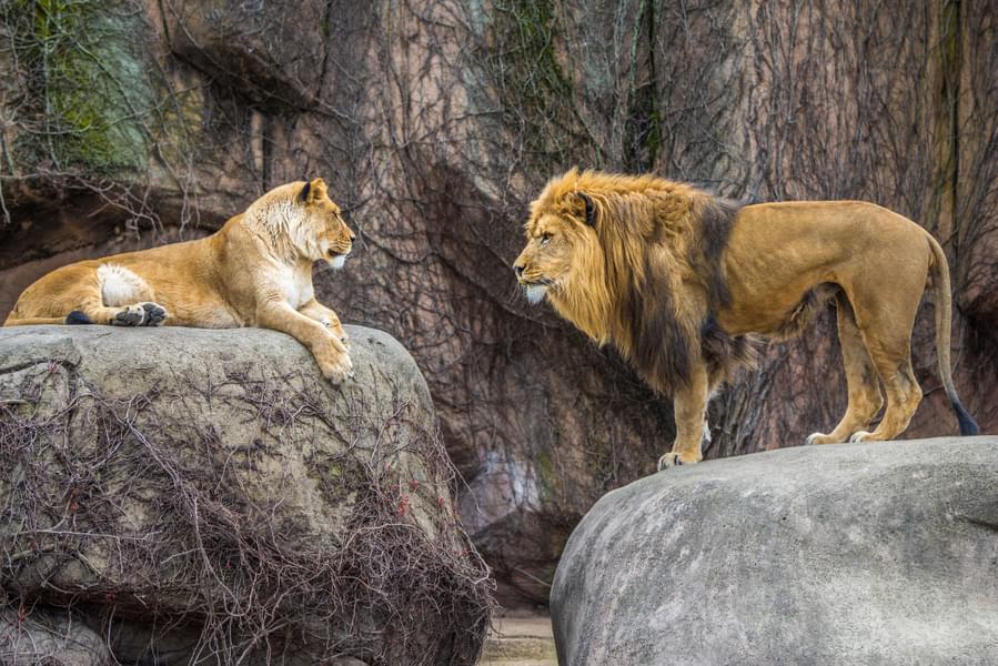 Visit the zoo to see the ferocious lions