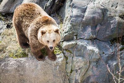 Meet Animals At Korkeasaari Zoo