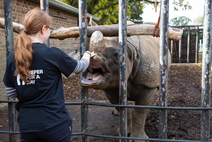 Interact with rhinos and learn more about their habitat