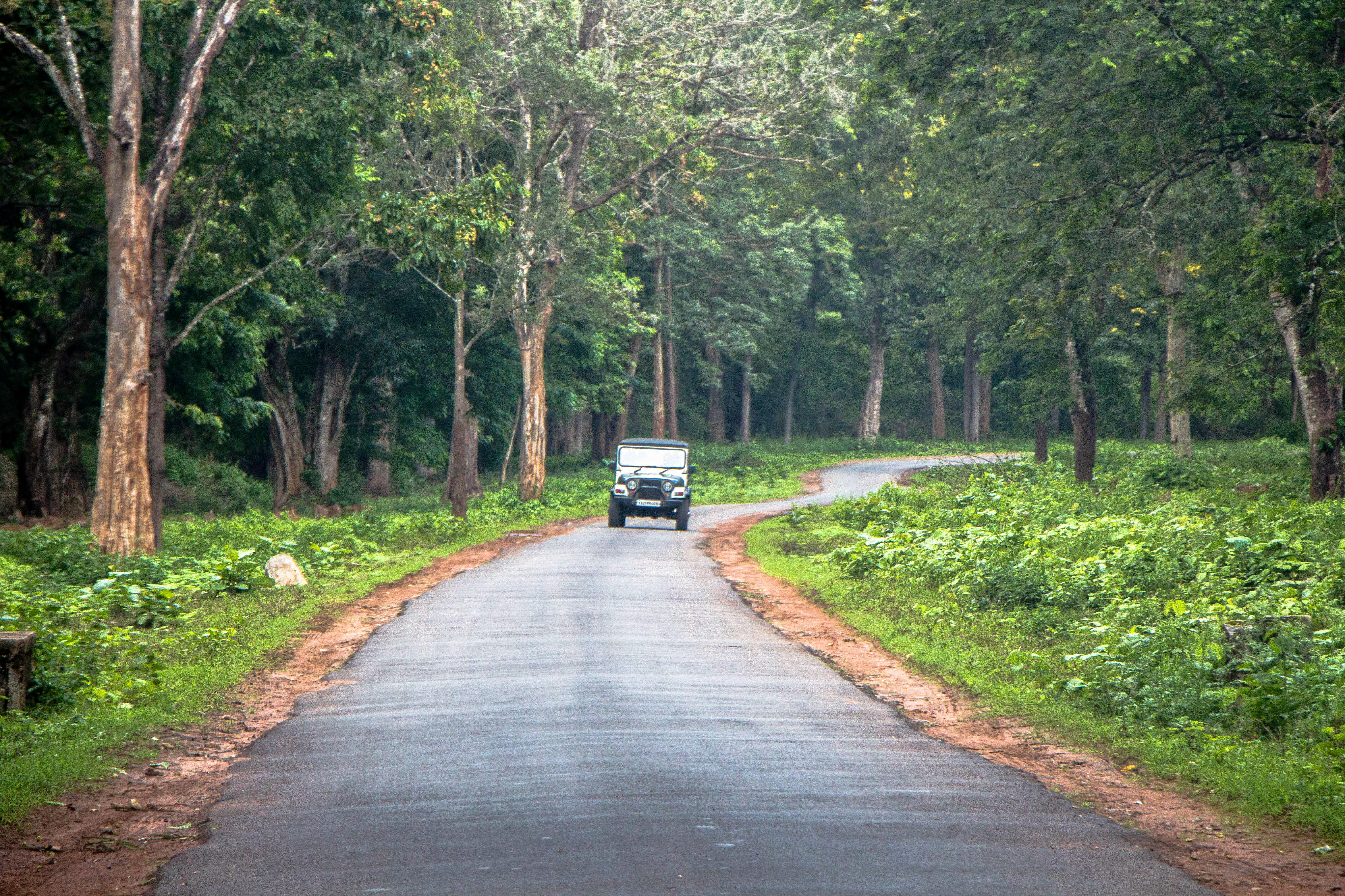 Offroad Jeep Safari To Mullayanagiri Coffee Estates