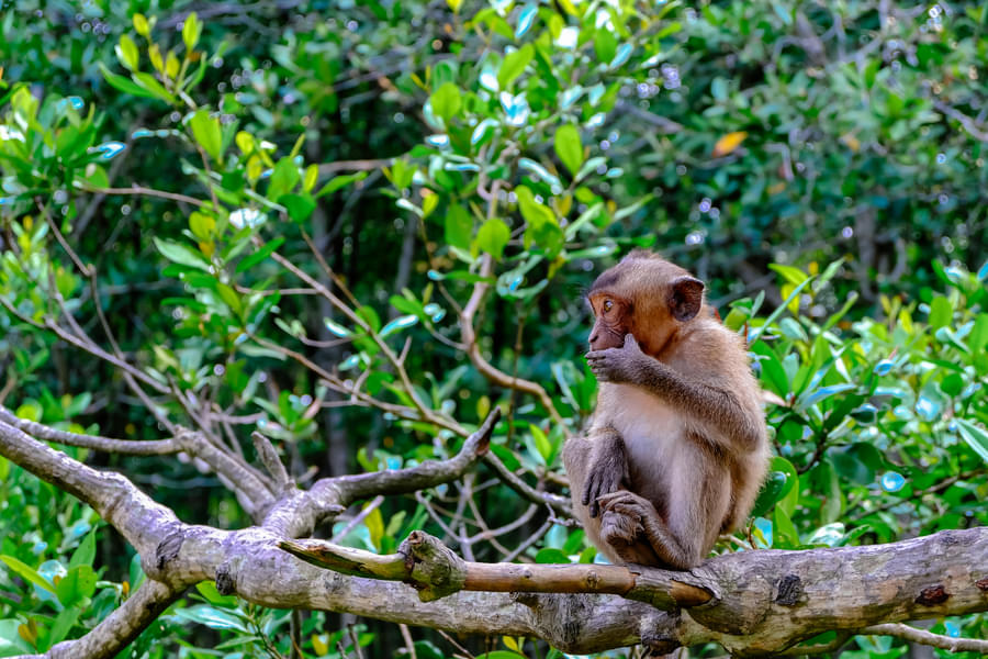 Can Gio Day Tour from Ho Chi Minh Image