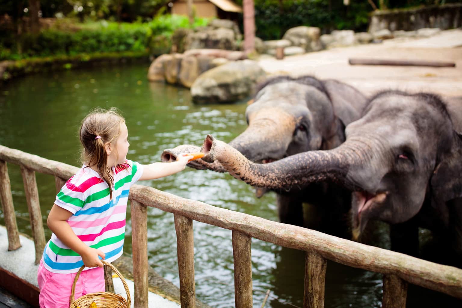 Get acquainted with the animal kingdom at Wildlife Zoo