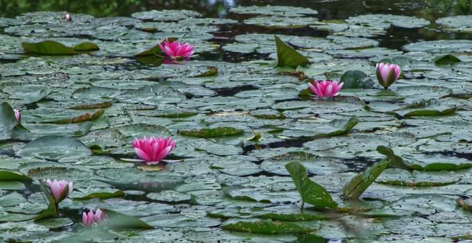 Monet's Garden and Giverny Bike Tour from Paris