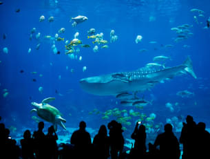 Tourists at Sharjah Aquarium 