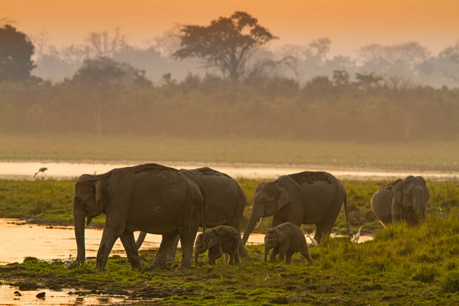 Assam Honeymoon Packages