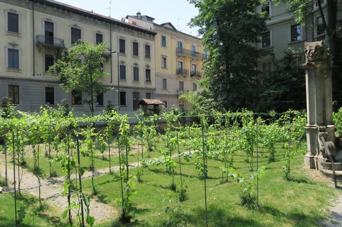 Leonardo Vineyard in Milan