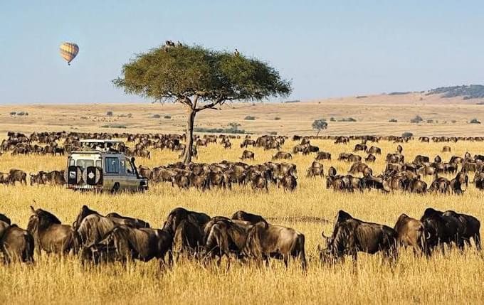 masai mara park.jpg