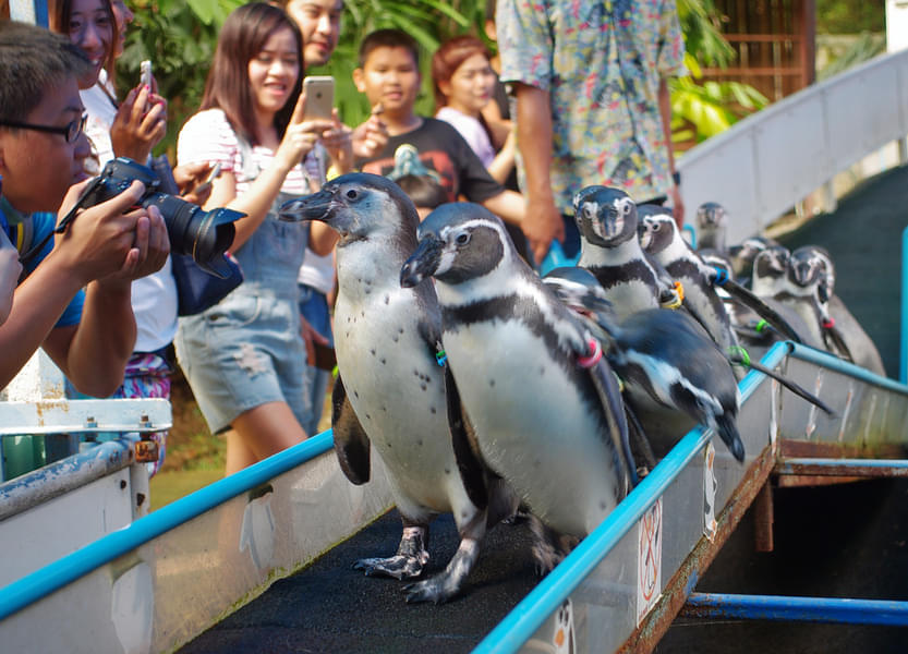 Enjoy Penguin Parade at the Zoo