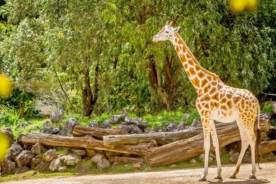 Auckland Zoo