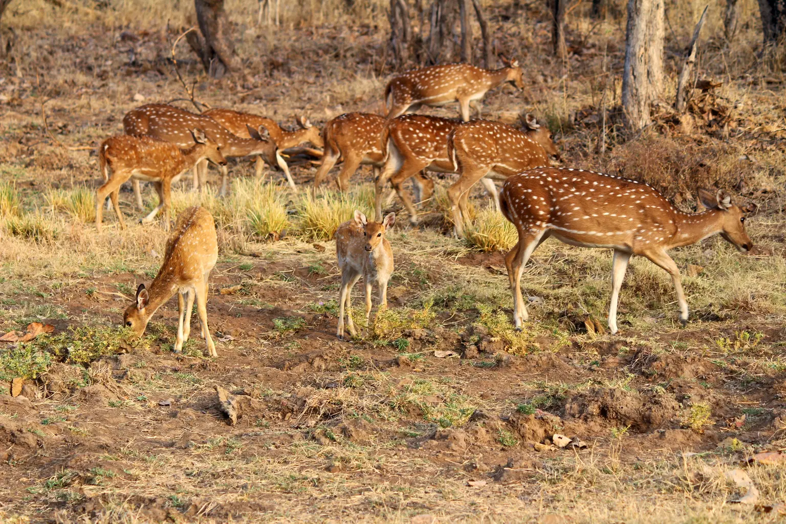 Panna National Park, <em>Chitrakoot</em>
