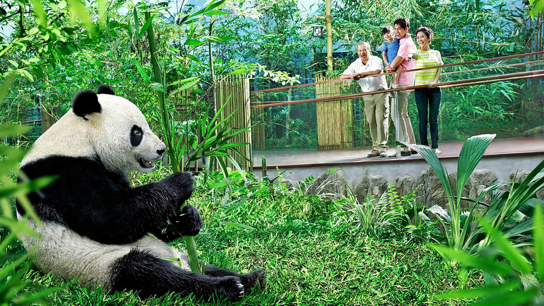 Meet and greet the giant Jiajia & Kaikai pandas