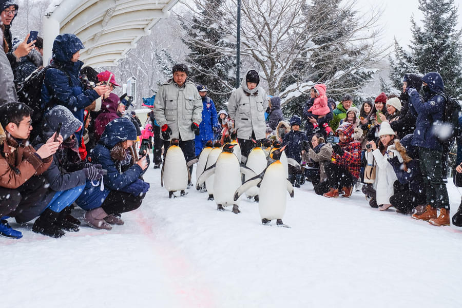 Hokkaido Asahiyama Zoo Tickets Image