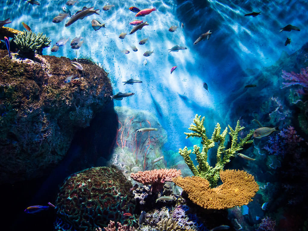 Singapore Zoo and SEA Aquarium
