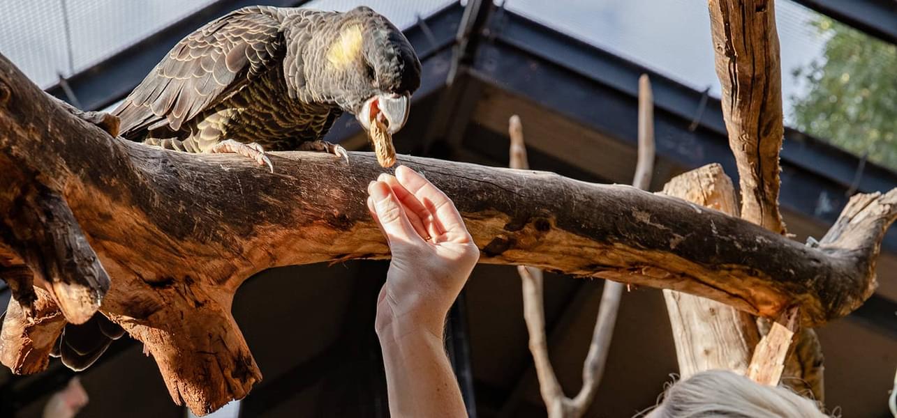 Let the birds grab their food from your hand
