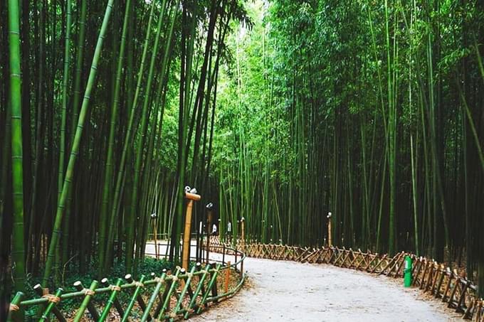 Explore the serene bamboo village nestled amidst lush greenery and tranquil surroundings