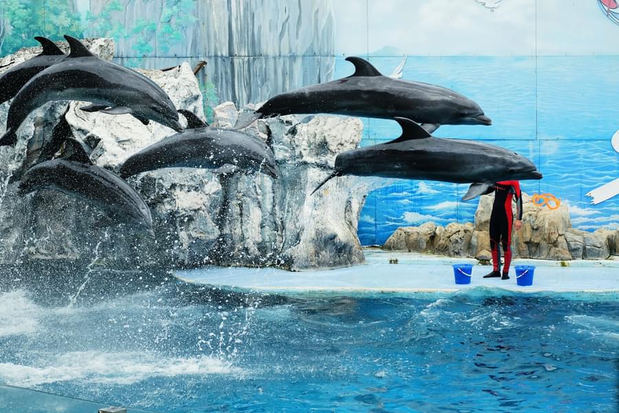 dolphin show Dubai