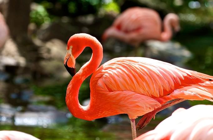 American Flamingo