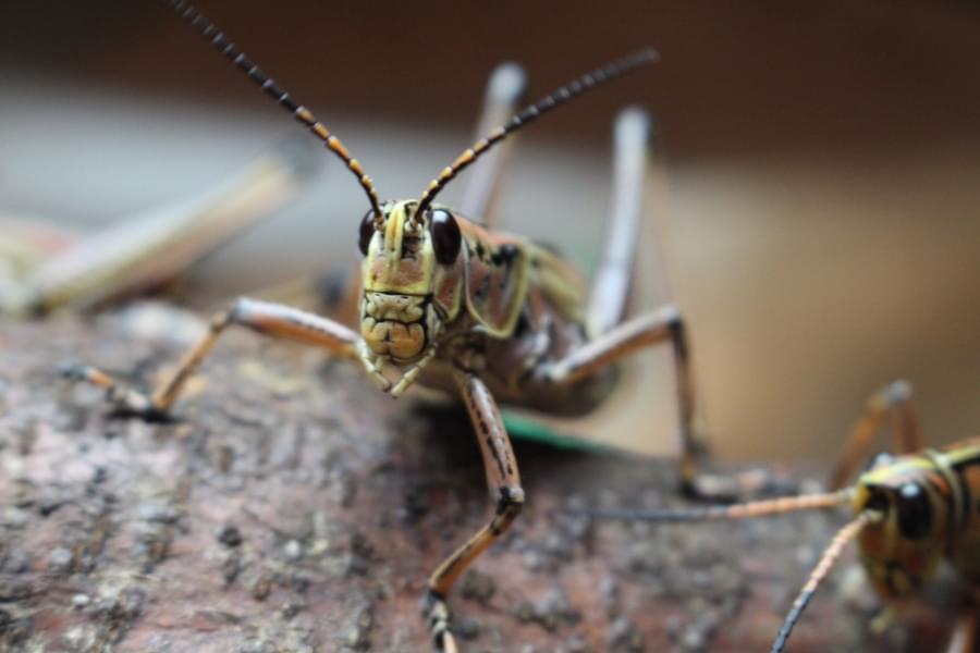 Grasshopper in henry Doorly zoo