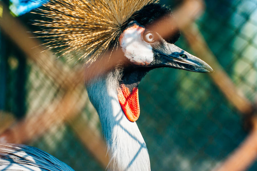 See the beautiful Crowned Crane