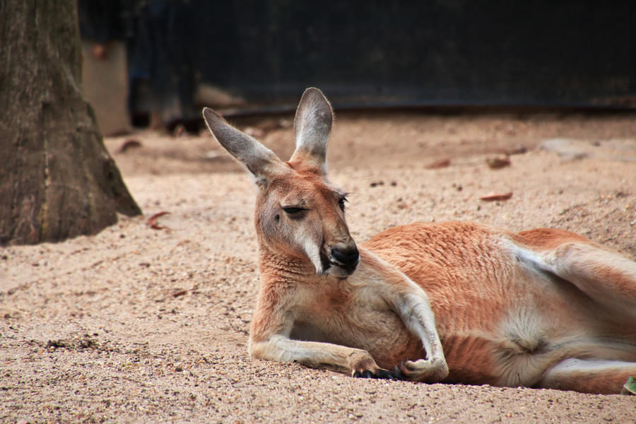 See the famous Australian Kangaroos